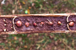 sea_detail_832311_tlsdf_06