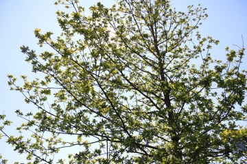 gedenkeiche_stiftung-kinderdorf-pestalozzi